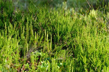 yaz çiçek ve bents akşam güneşin altında yemyeşil soyut
