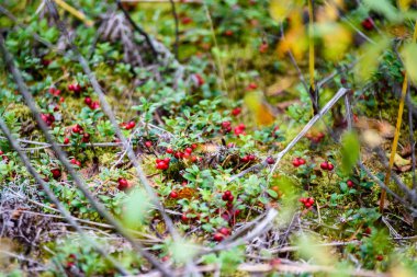 Olgun kırmızı İsveç kirazı, partridgeberry veya Fuska çam içinde büyür 