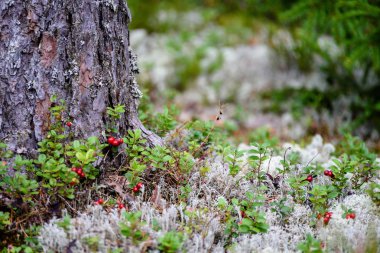 Olgun kırmızı İsveç kirazı, partridgeberry veya Fuska çam içinde büyür 