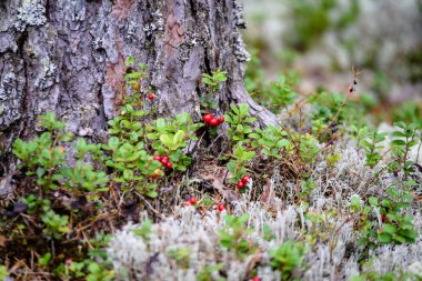 Olgun kırmızı İsveç kirazı, partridgeberry veya Fuska çam içinde büyür 