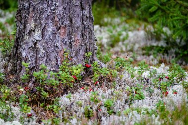 Olgun kırmızı İsveç kirazı, partridgeberry veya Fuska çam içinde büyür 