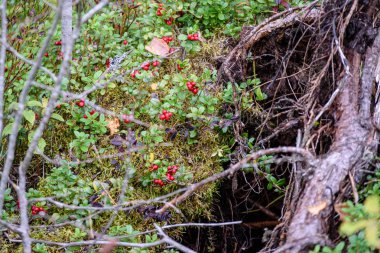 Olgun kırmızı İsveç kirazı, partridgeberry veya Fuska çam içinde büyür 