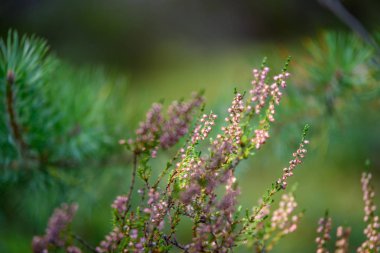 yaz çiçek ve bents akşam güneşin altında yemyeşil soyut