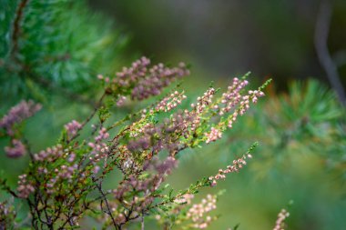 yaz çiçek ve bents akşam güneşin altında yemyeşil soyut