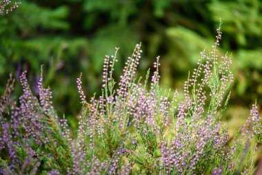 yaz çiçek ve bents akşam güneşin altında yemyeşil soyut