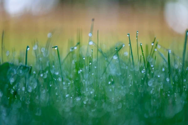 Abstraite luxuriante de fleurs d'été et courbes au soleil du soir — Photo