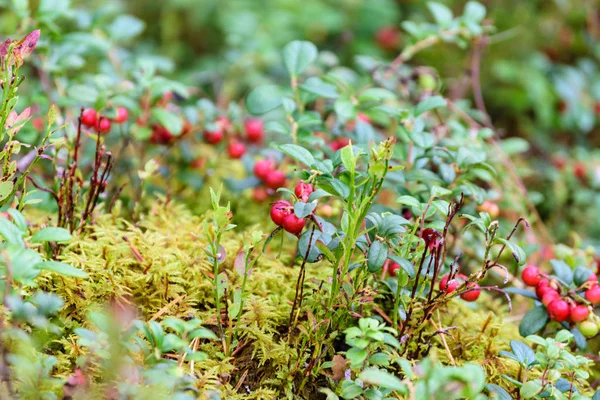 Ώριμα κόκκινα lingonberry, partridgeberry ή Τάϊμπερρι μεγαλώνει σε πεύκο — Φωτογραφία Αρχείου