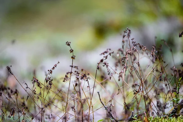 Abstrakte üppige Sommerblumen und Buchten in der Abendsonne — Stockfoto