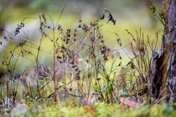 Abstraktní svěžích letních květin a bents v večerní slunce — Stock fotografie