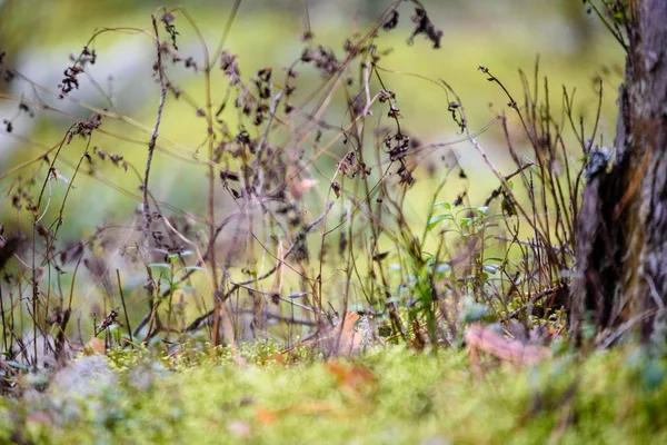 Abstraktní svěžích letních květin a bents v večerní slunce — Stock fotografie