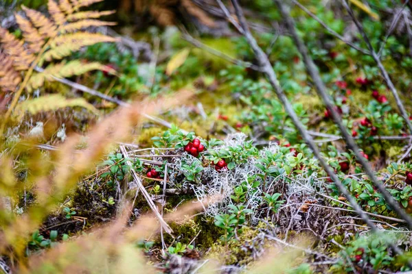 Zralý červený Brusinka, partridgeberry nebo brusinkovou roste borovice — Stock fotografie