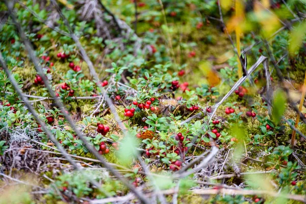 Dojrzałe czerwone borówki brusznicy, partridgeberry lub borówkowo rośnie w pine — Zdjęcie stockowe