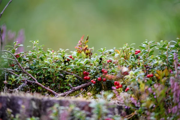 Ώριμα κόκκινα lingonberry, partridgeberry ή Τάϊμπερρι μεγαλώνει σε πεύκο — Φωτογραφία Αρχείου