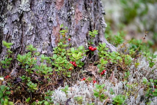 Dojrzałe czerwone borówki brusznicy, partridgeberry lub borówkowo rośnie w pine — Zdjęcie stockowe