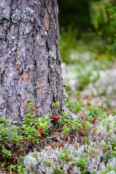 Olgun kırmızı İsveç kirazı, partridgeberry veya Fuska çam içinde büyür — Stok fotoğraf