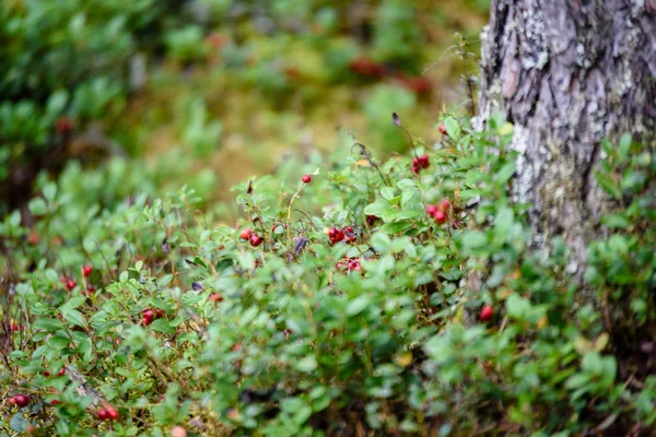 Olgun kırmızı İsveç kirazı, partridgeberry veya Fuska çam içinde büyür — Stok fotoğraf