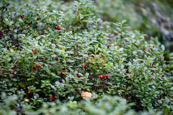 Dojrzałe czerwone borówki brusznicy, partridgeberry lub borówkowo rośnie w pine — Zdjęcie stockowe