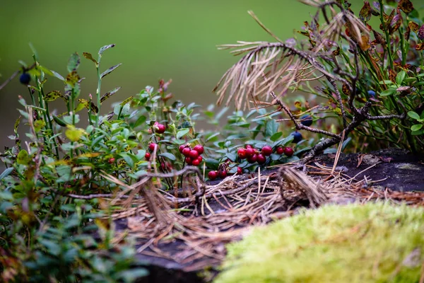 Спелые красные брусника, куропатка, или брусника растет в сосне — стоковое фото