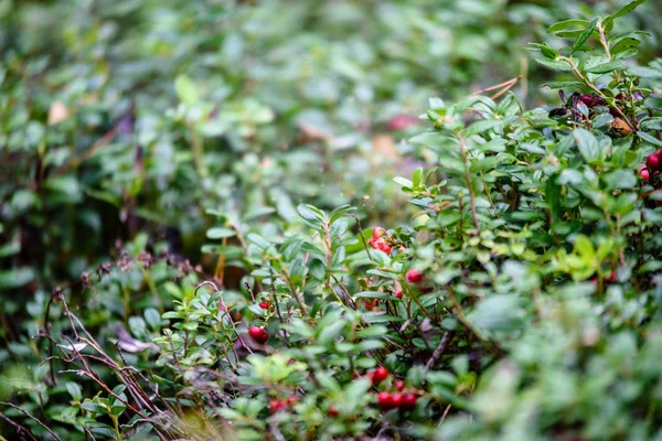 Dojrzałe czerwone borówki brusznicy, partridgeberry lub borówkowo rośnie w pine — Zdjęcie stockowe