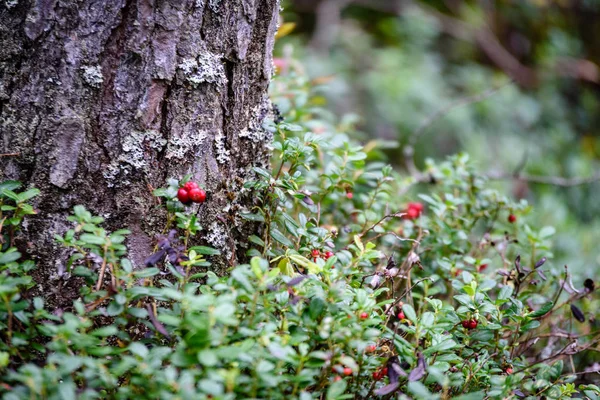 Mirtillo rosso maturo, mirtillo rosso, o cowberry cresce in pino — Foto Stock