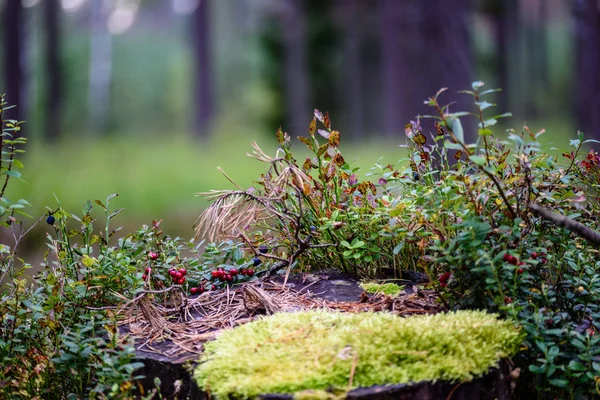 Olgun kırmızı İsveç kirazı, partridgeberry veya Fuska çam içinde büyür — Stok fotoğraf