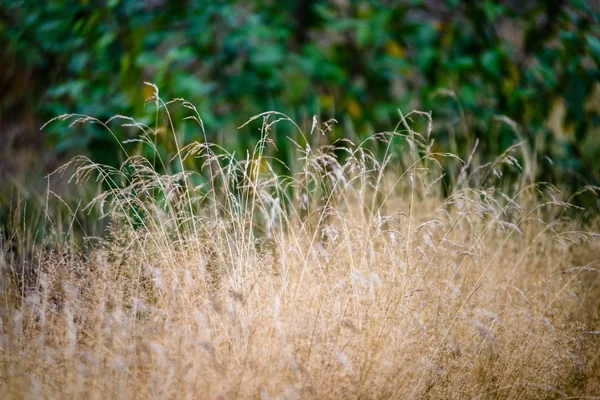 Abstrakt frodiga sommarblommor och krökningar i kvällssolen — Stockfoto