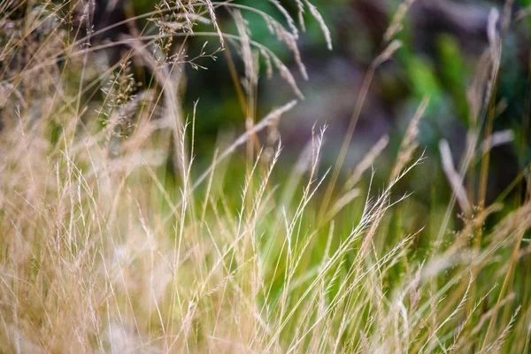 夏の花と夕日に bents の緑豊かな抽象化します。 — ストック写真