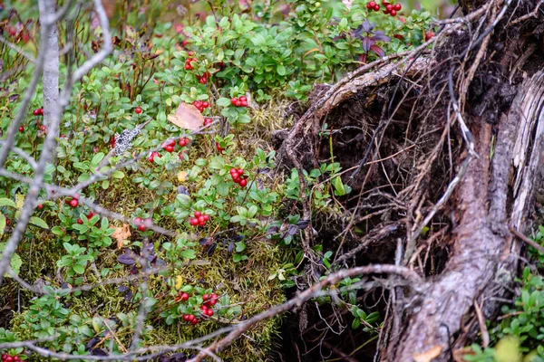 熟した赤いリンゴンベリーや partridgeberry、コケモモ松で育つ — ストック写真