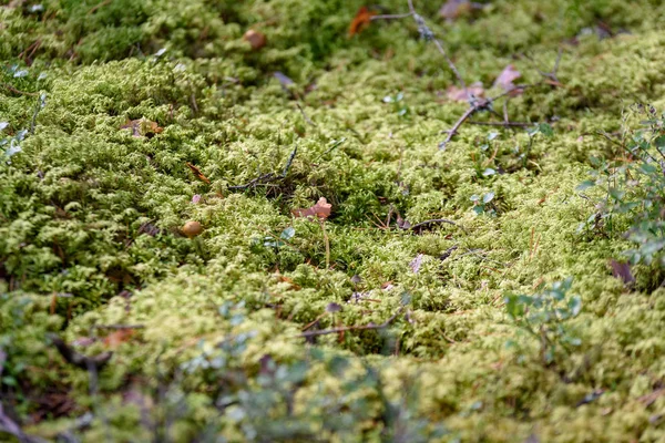 L'airelle rouge mûre, la baie de perdrix ou la myrtille pousse dans le pin — Photo