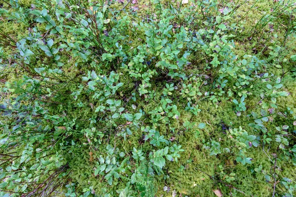 Rijpe rode bosbessensap, partridgeberry of bekend groeit in pine — Stockfoto