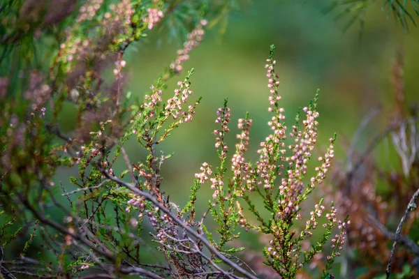 yaz çiçek ve bents akşam güneşin altında yemyeşil soyut