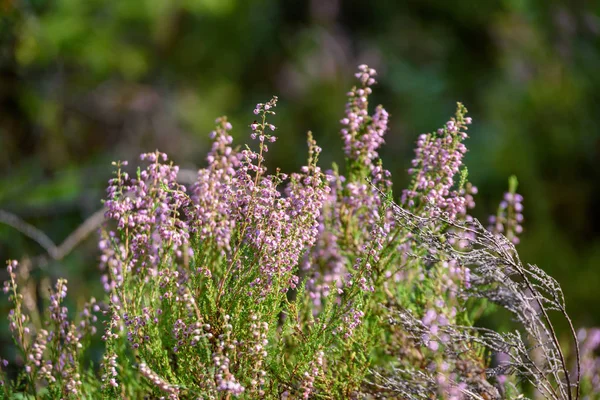 Abstrakte üppige Sommerblumen und Buchten in der Abendsonne — Stockfoto