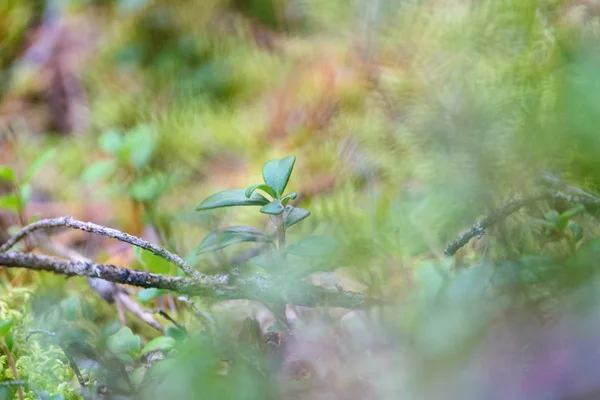 Abstrakt frodiga sommarblommor och krökningar i kvällssolen — Stockfoto