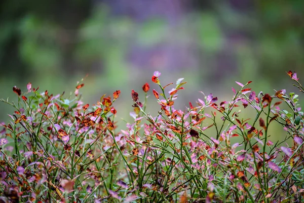 El arándano rojo maduro, la partridgeberry o la fresa crece en pino — Foto de Stock