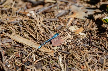 kelebek ve yusufçuk yaz ormandaki