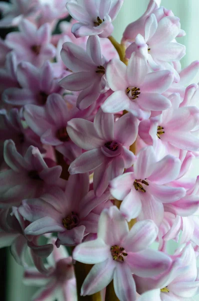 Flores artísticas close-up — Fotografia de Stock