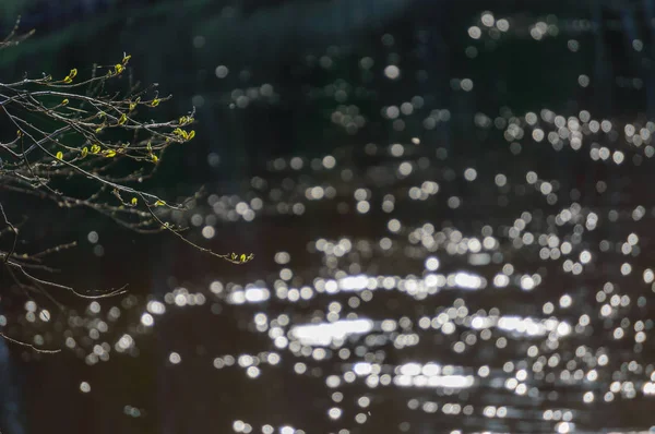 Sommaren reflektioner i lugnt vatten — Stockfoto
