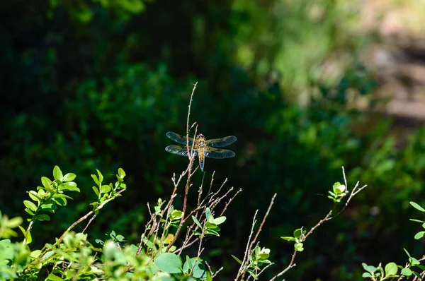 Fjäril och trollslända i sommar skog — Stockfoto