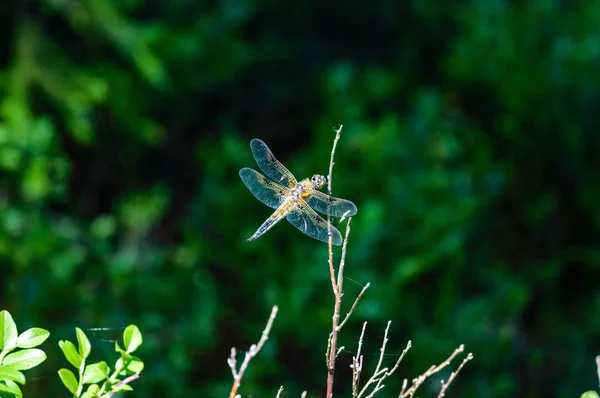 Kelebek ve yusufçuk yaz ormandaki — Stok fotoğraf