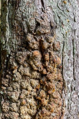 Yaz aylarında Orman Doğa ayrıntıları
