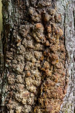 Yaz aylarında Orman Doğa ayrıntıları