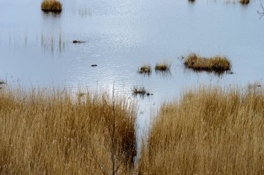 sonbaharda wastland göl kenarında ıslak