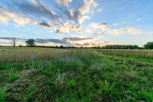 Leere bunte Wiesen im Grünen mit Blumen im Vordergrund — Stockfoto