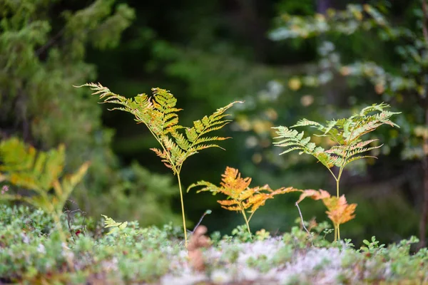 Détails de la nature en forêt en été — Photo