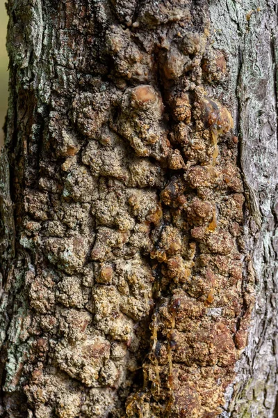 Yaz aylarında Orman Doğa ayrıntıları