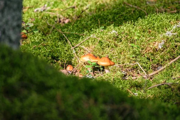 Detalhes da natureza na floresta no verão — Fotografia de Stock