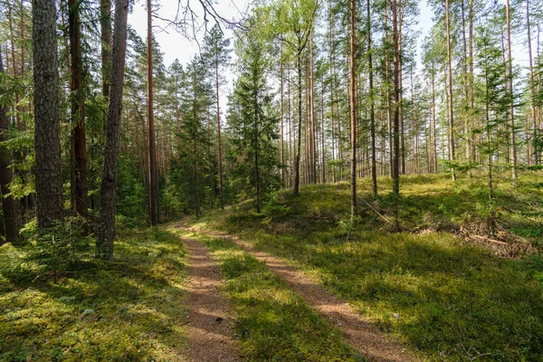 Détails de la nature en forêt en été — Photo