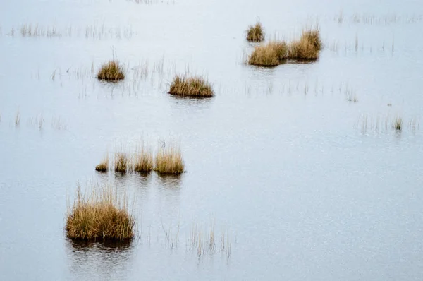 Desertos húmidos junto ao lago no outono — Fotografia de Stock