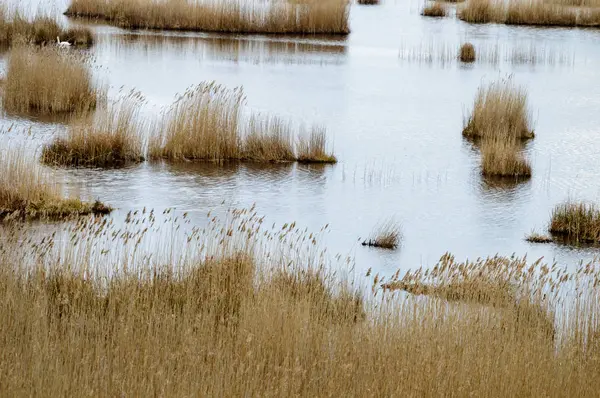 sonbaharda wastland göl kenarında ıslak