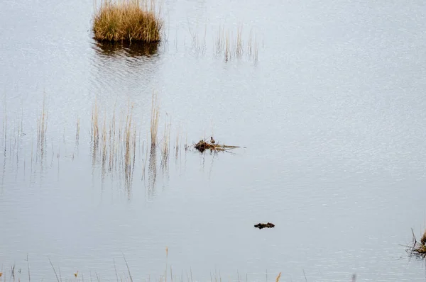 秋の湖で湿式 wastland — ストック写真